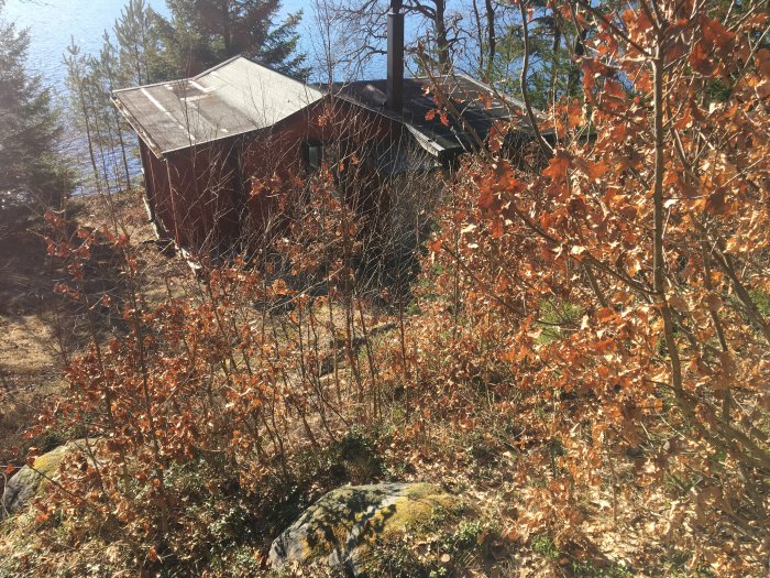 Nedslitet tak på liten röd stuga omgiven av torra löv på grenar och skogsmiljö i bakgrunden.