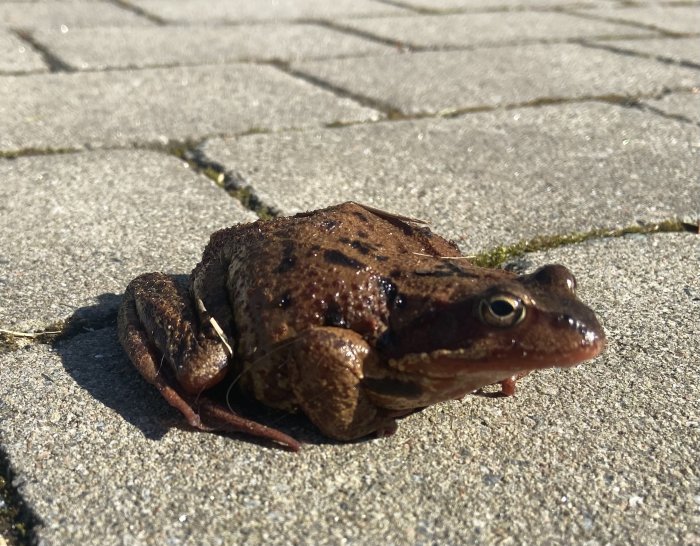 Brun groda på stenplattor i solljus.
