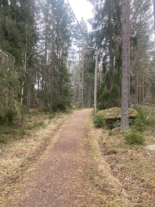 Skogsväg med vandringsled genom barrskog, mark täckt av barr och mossa, stolpe med strömkabel.