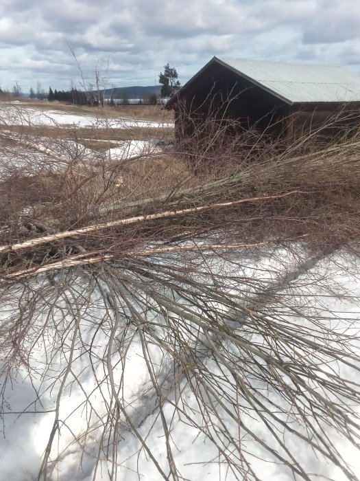 Grenar och kvistar på snö framför lada, resultat av trädfällning till ved och tändmaterial.