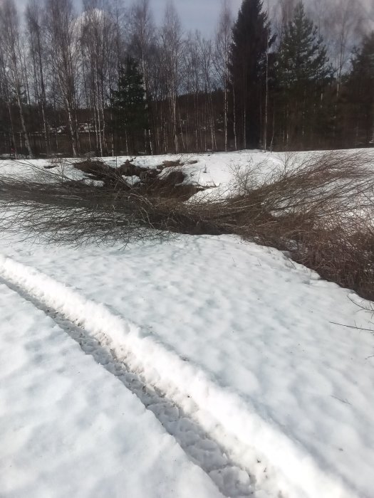 Ett vinterlandskap med snötäckt mark, avverkad björkved och grenar mellan två åkrar.