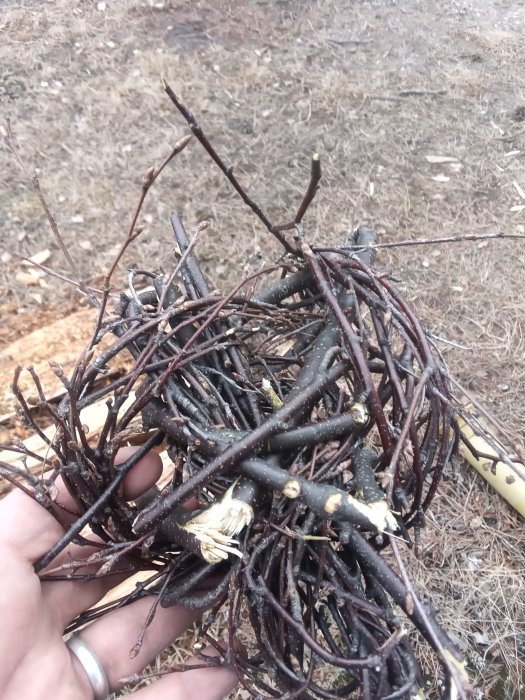 Hand håller en kvistboll gjord av björk och sälg för tändning som ska säljas i vedsäckar.