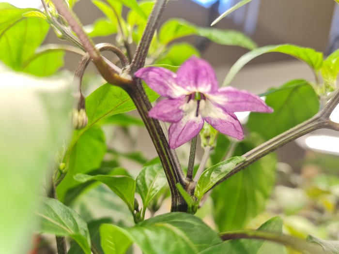 Lila blomma på en jalapeno purple-planta med gröna blad i bakgrunden.