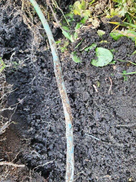 Skadad kabel i marken med synliga tecken på korrosion och möjlig gnagskada.