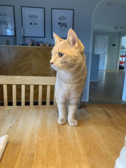 En nyfiken orange katt som sitter på ett träbord i ett hus och ser åt sidan.