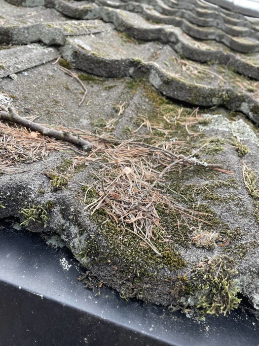 Närbild av gammalt tak med möjligt eternitmaterial, mossa och barr, slitage synligt.