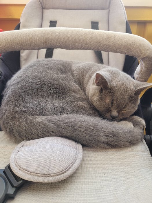 Grå katt sover hopsjunken på en beige kontorsstol med hörlurar intill.