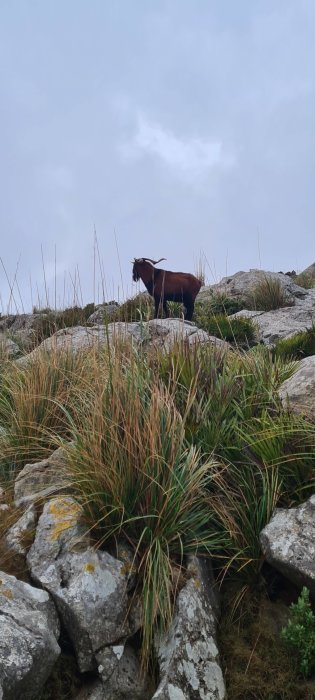 En get som står på klippor omgiven av högt gräs under en molnig himmel.