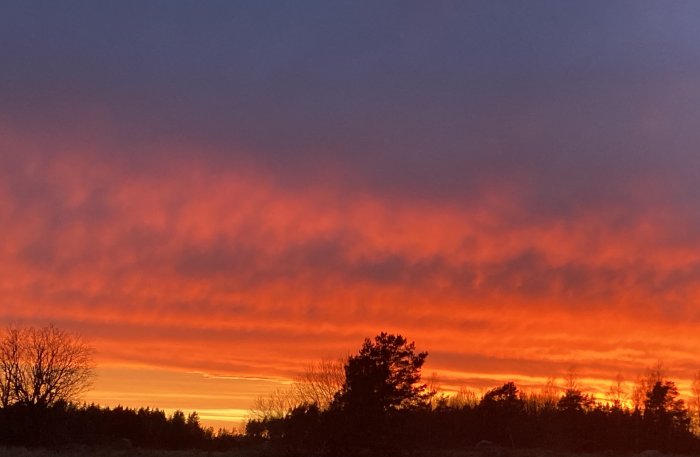 Dramatisk himmel med röda och orange nyanser vid solnedgången över ett trädlandskap.