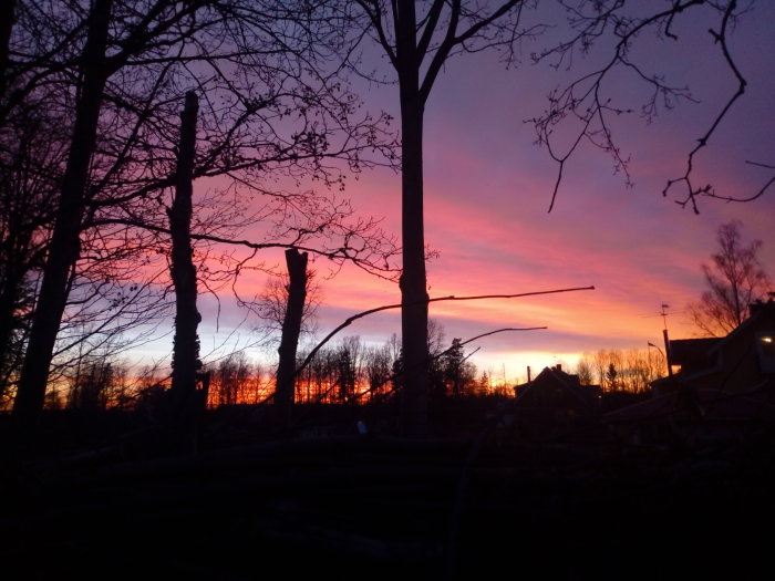 Solnedgång med livliga rosa och lila himmelsfärger bakom silhuetter av träd och hus.