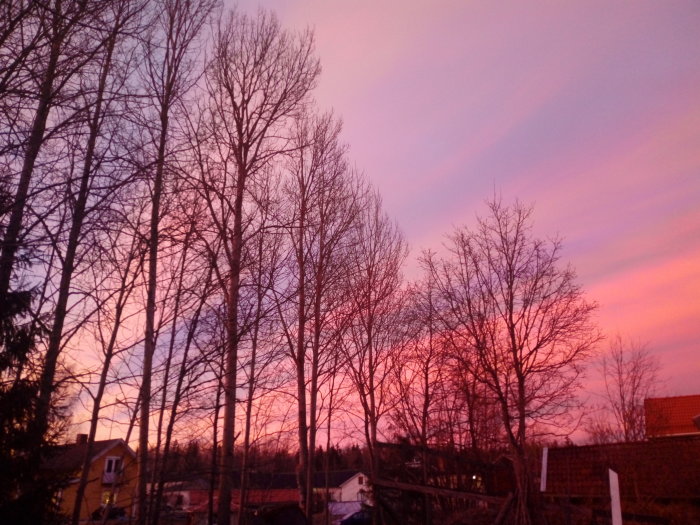 Solnedgång med dramatisk rosa och lila himmel synlig bakom silhuetter av träd.