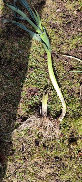 Nyligen uppgrävd lök med långa gröna blad och exponerade rötter på jordig mark.