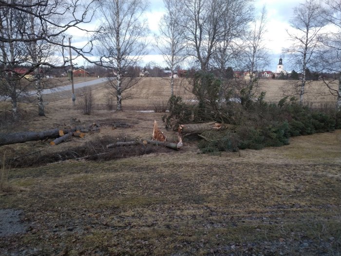 Påbörjad vedhög med nedkapade trädstammar och grenar på en äng med utsikt över en kyrka.