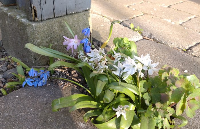 Blommande porslinshyacinter och scillablommor bredvid stenplattor och en stolpe.