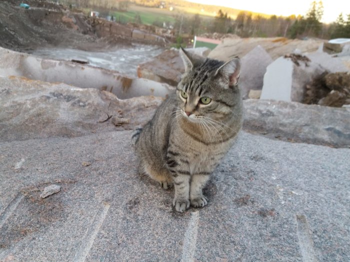 Katt sitter på sten framför utgrävningsplats vid skymningen.