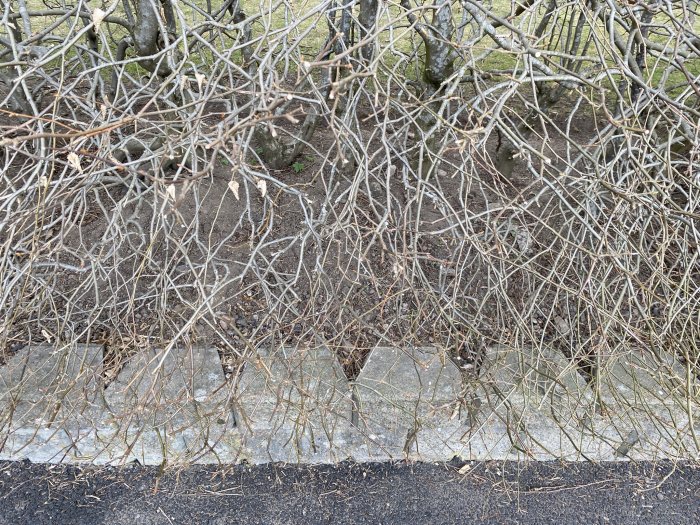 Grenar med knoppar framför mur, intillande växter ska beskäras i linje med muren.