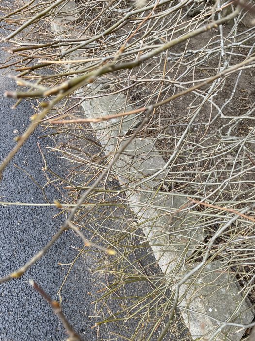 Täta, bladlösa grenar av avenbok framför en stenmur och grusväg, vintertid med knoppar synliga.