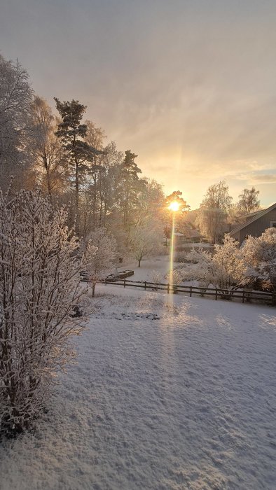 Soluppgång över snötäckt trädgård med frostiga träd och buskar under våren.