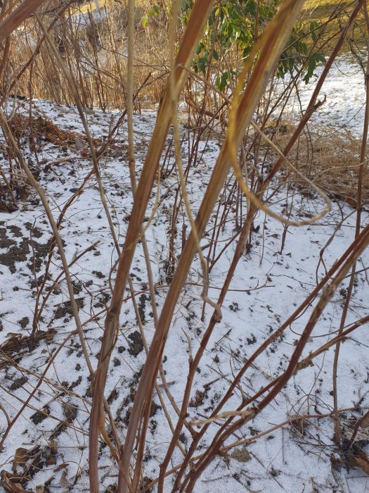 Torra växtstjälkar täckta med lite snö i en trädgård under vinter eller tidig vår.