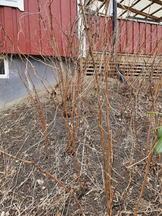 Torra, bruna växtstjälkar framför rödfärgad husvägg, möjligtvis övervintrade perenner i behov av beskärning.