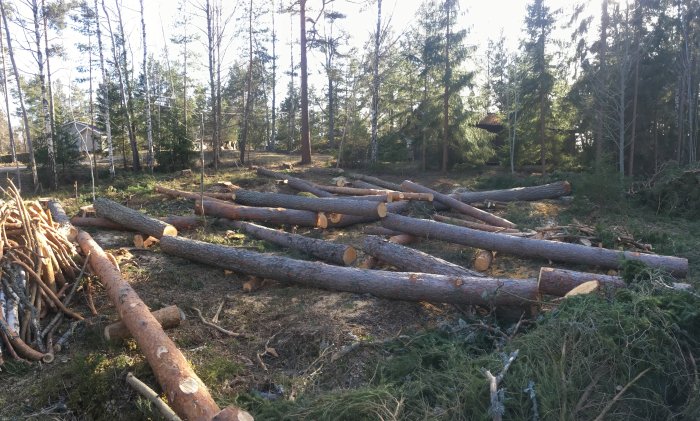 Nedsågade stockar av gran och tall som ligger på marken i en skogsglänta.