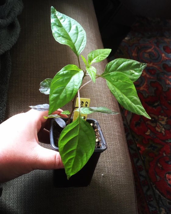 Hand som håller en ung Black Scorpio chiliplanta i en liten kruka, redo för omplantering.