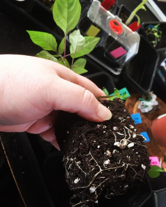 Hand håller en chiliplanta, Black Scorpio, med synliga rötter redo för omplantering, mot bakgrund av krukor och andra plantor.