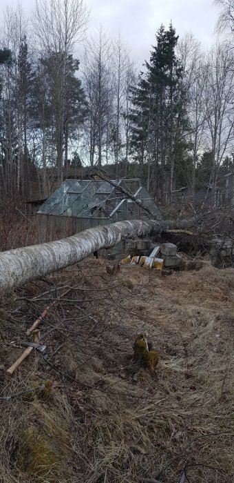 Ett omkullfallit träd som ligger över en skadad växthusstruktur på en övervuxen tomt med träd i bakgrunden.