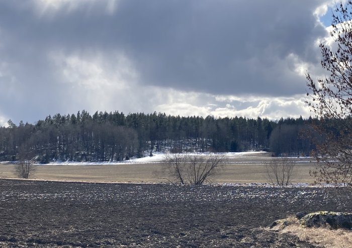 Skogsbryn och åkermark med smältande snö under en molnig himmel.