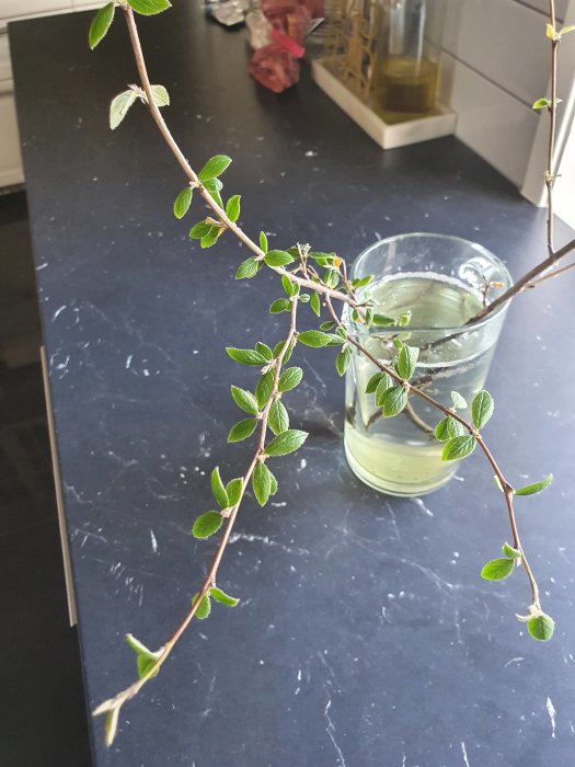 Kvist med gröna blad i ett glas vatten på en köksbänk, visar rotbildning inomhus.
