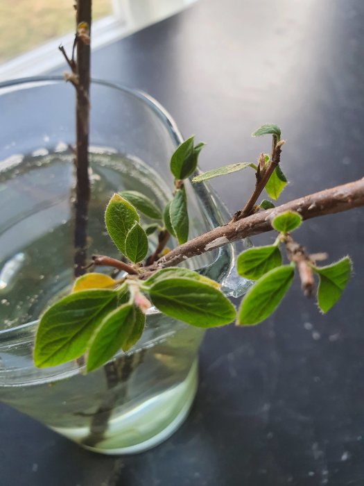 Kvist med nya gröna löv i glas med vatten på svart bänkskiva inomhus.