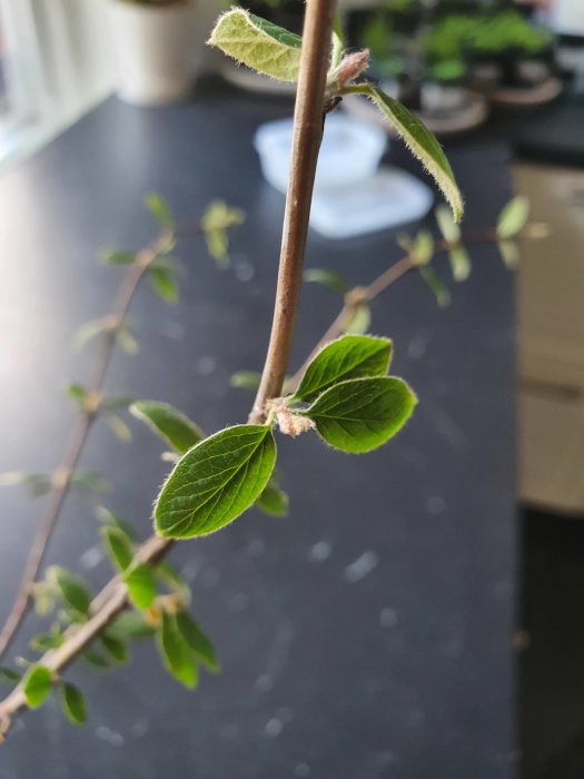 Kvist med nya gröna löv och knoppar mot suddig inomhusbakgrund.