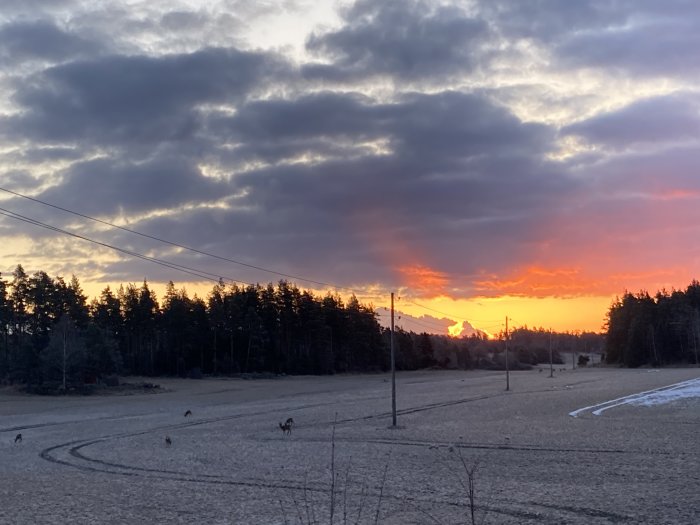 Soluppgång med intensivt rödorange himmel över ett frusset fält med skogsbakgrund och strövande rådjur.