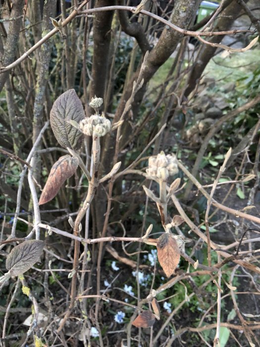 Närbild på en bladlös buske med flera grenar och några vissna blad; nya knoppar syns tydligt.