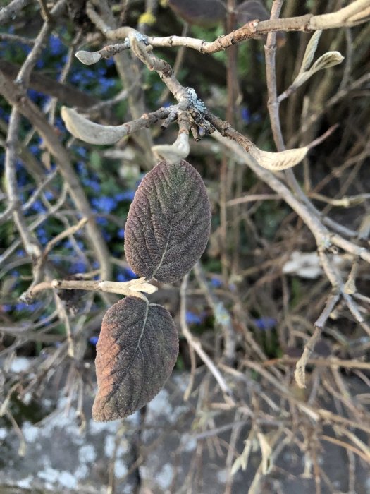 Närbild på en gren av en buske med några mörkgröna blad utanför säsong.