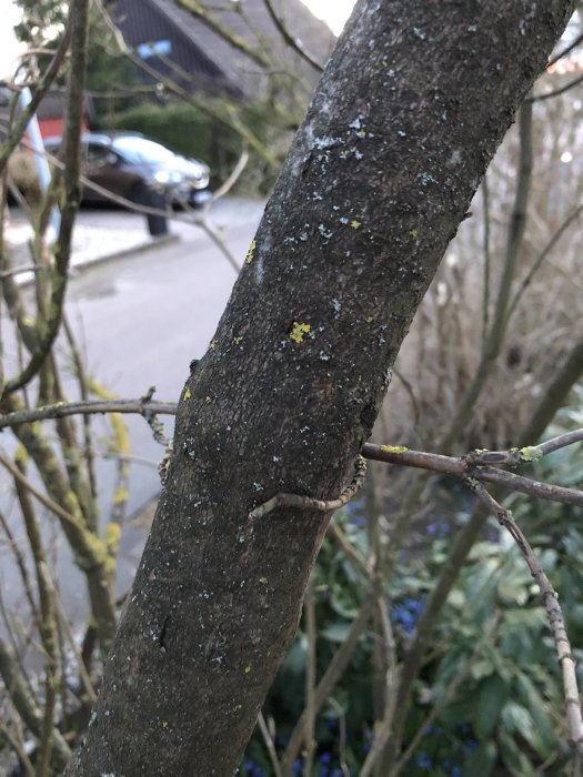 Närbild av en buskstam med gråbrun bark och små gröna löv, omringad av andra grenar, ingen lövsprickning.