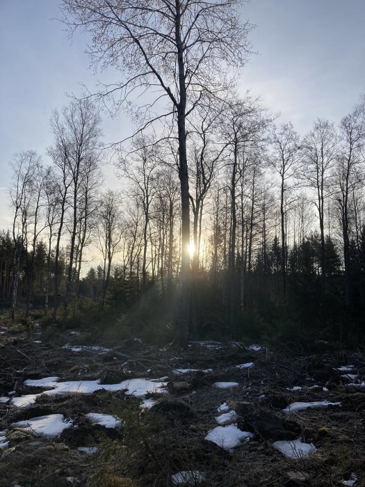 Solnedgång genom träd i en skog med snöfläckar på marken.