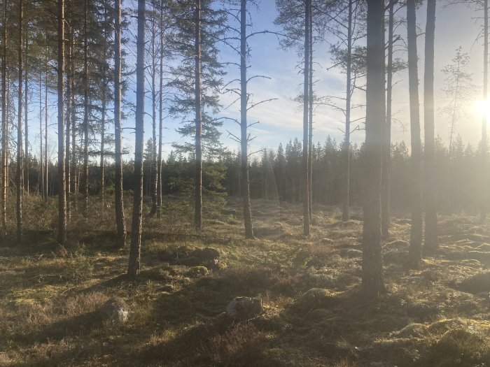 Soligt skogsparti med tallar och mossig mark, stenar syns bland ljuset från låg sol.