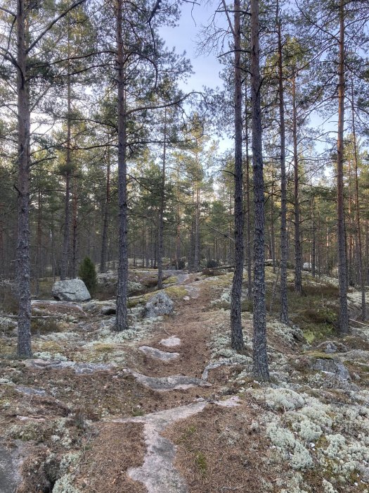 En stig genom en tallskog med mossbeklädda mark och stenar.