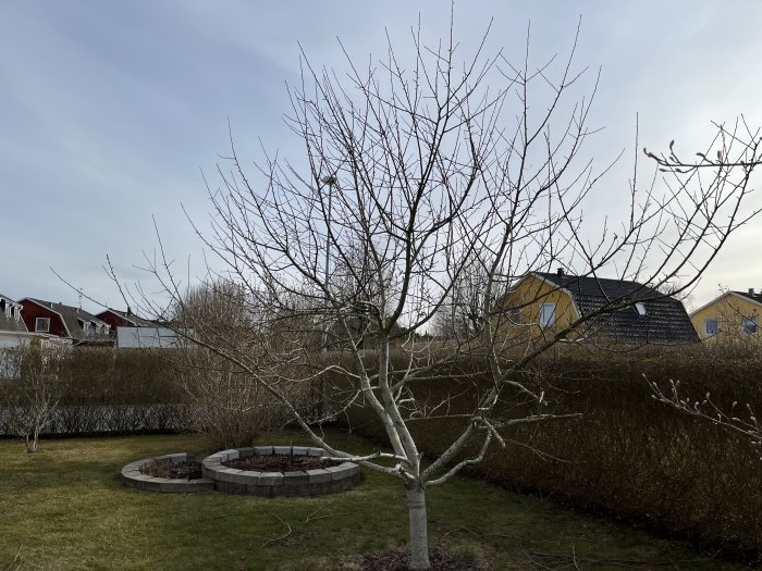 Beskuret träd med kortade grenar i en trädgård, med hus och häck i bakgrunden.