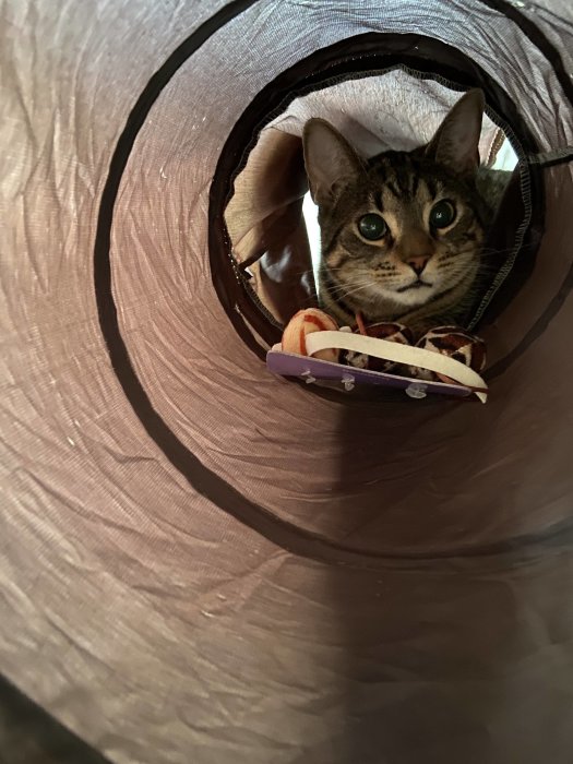 Katt tittar genom en lektunnel med leksaker, busig blick och busigt beteende.