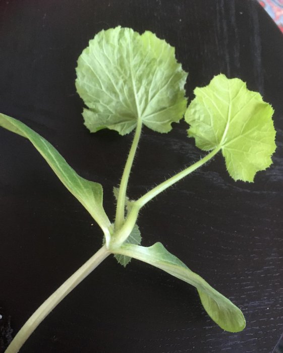 Ung squashplanta med ljusgröna blad och synliga rötter på mörk bakgrund.