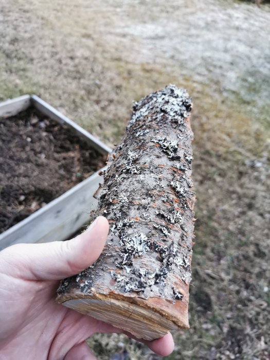 Hand håller en vedbit med bark och lav, okänt trädslag, mot gräsmarksbakgrund.