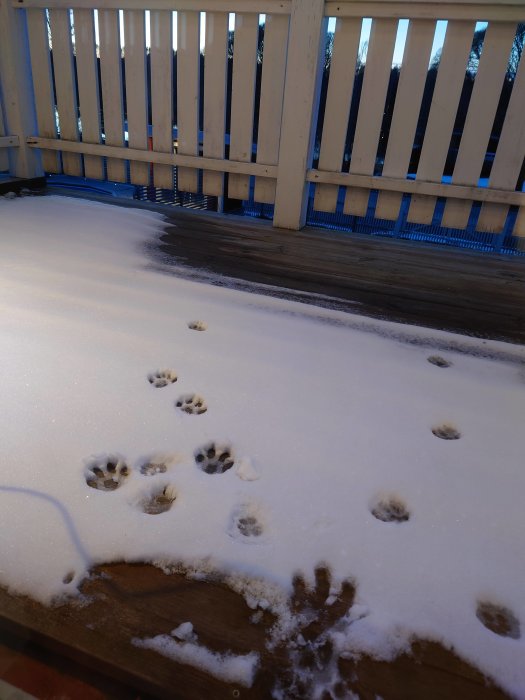 Spår av djur i snön på en träbalkong med snöklädda räcken i bakgrunden.