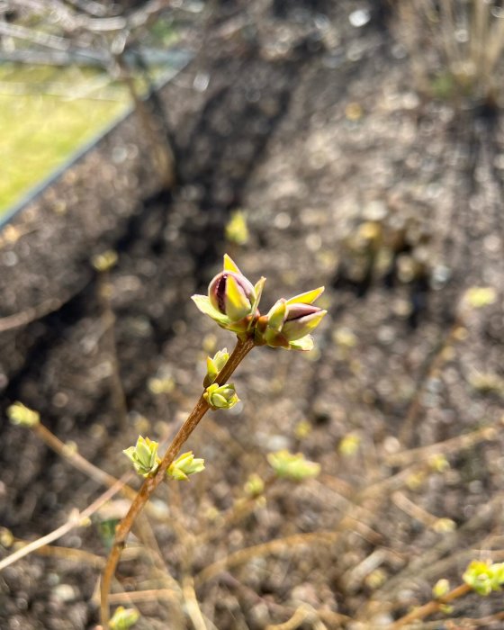 Knoppande gren i fokus med spirande blad mot suddig bakgrund av torr jord.