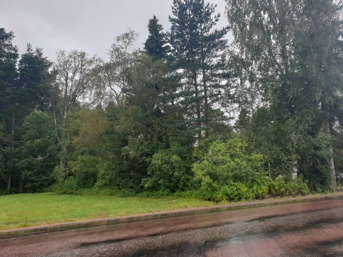 Område med blandad skog och grönska vid vägkant inför avverkning för att anlägga gräsmatta.