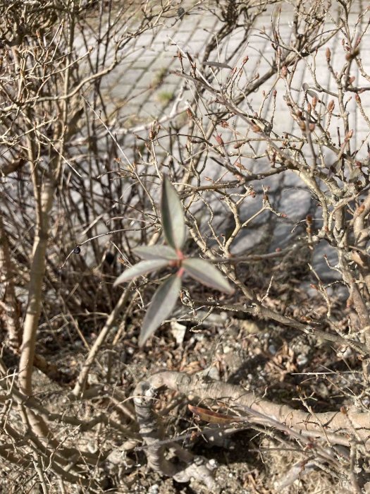 Häck med glesa grenar och några enskilda blad, svårt att identifiera i vilande tillstånd.