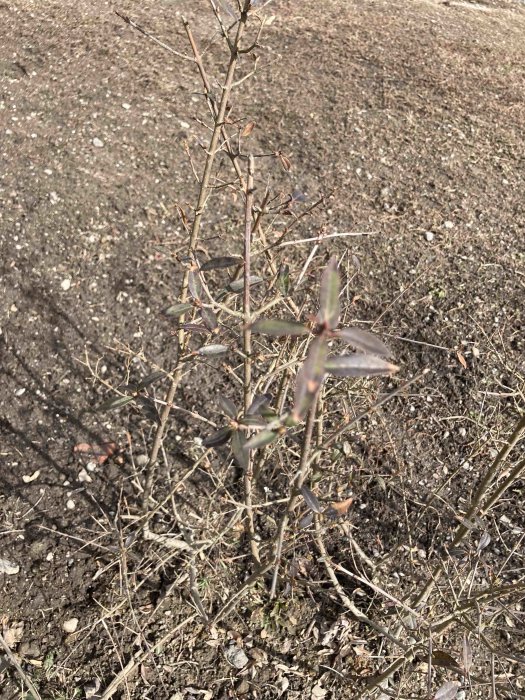 Trädgårdsbild på en gles, bladlös buske med några kvarvarande bruna blad.