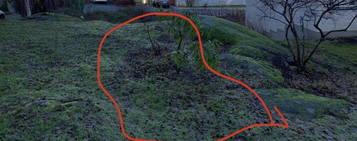 Bergig trädgårdstomt med markerad yta vid berg i dagen för framtida plantering.