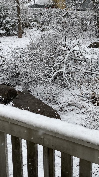 En snöig trädgård med fallna grenar på marken sedd från en altan med ett snötäckt räcke i förgrunden.